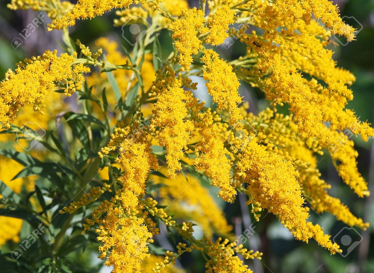 Planta vara de oro