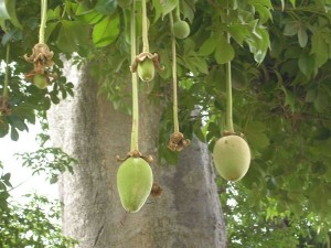 remedios con baobab