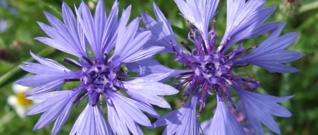 remedios con centaurea