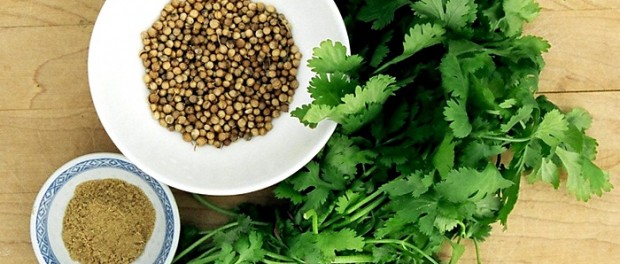 el cilantro es malo para la gastritis