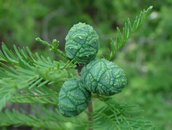 remedios con ciprés