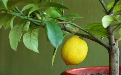 cultivar plantas medicinales