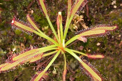 remedios con drosera