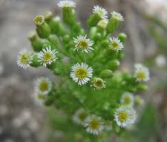 remedios con erigeron