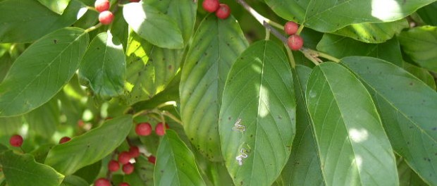 remedios con fràngula