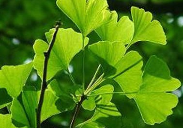 ginkgo biloba