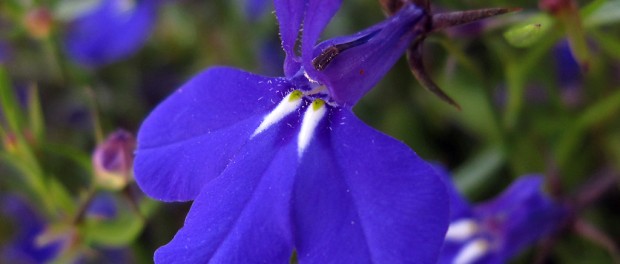 remedios con lobelia