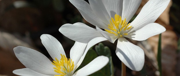 sanguinaria