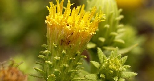 Té de roca para adelgazar