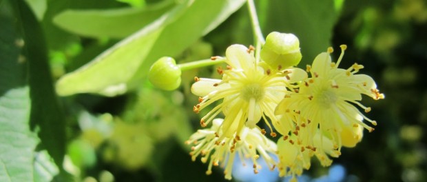 el té de tilo produce taquicardia