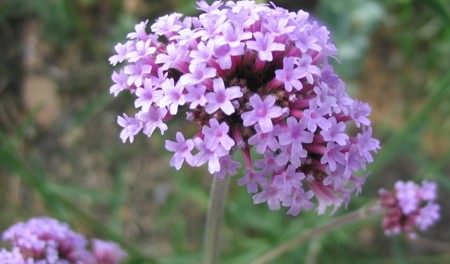 verbena para el cabello