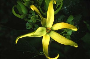 remedios con ylang ylang