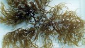 remedios alga sargassum