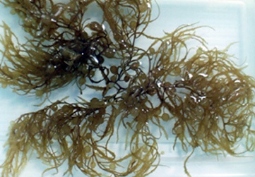remedios alga sargassum