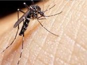 remedios para el dengue