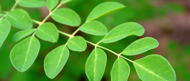 Remedios caseros de moringa