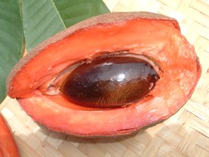 como usar el hueso de mamey para el cabello