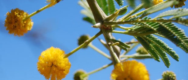 Para que sirve la acacia en el cabello