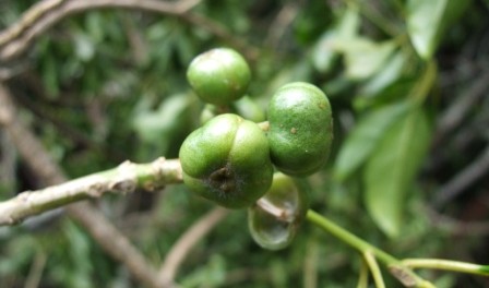 remedios para la quina