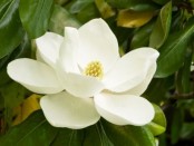 remedios con magnolia