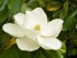 remedios con magnolia