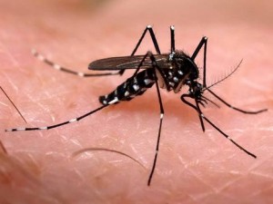 remedios para el virus zika