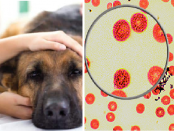 anemia en perros tratamiento casero