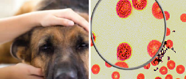 anemia en perros tratamiento casero