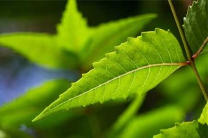 Hojas de neem para que sirve