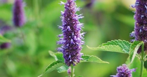 remedios con agastache