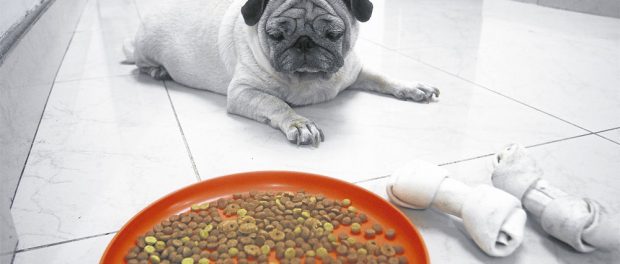 remedios caseros para perros que no quieren comer