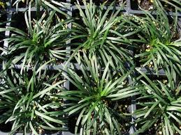 Ophiopogon japonicus propiedades