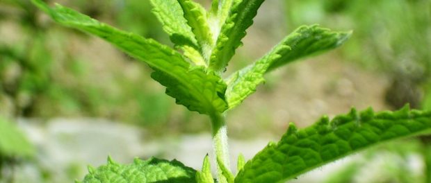 remedios con menta verde