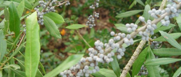 remedios con myrica