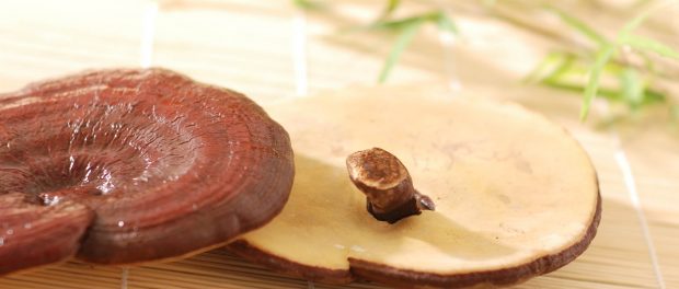 Que enfermedades cura el ganoderma lucidum 