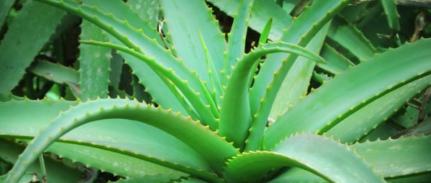 aloe vera o sábila