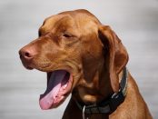 Bronquitis en perros remedios caseros
