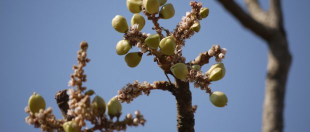 remedios boswellia