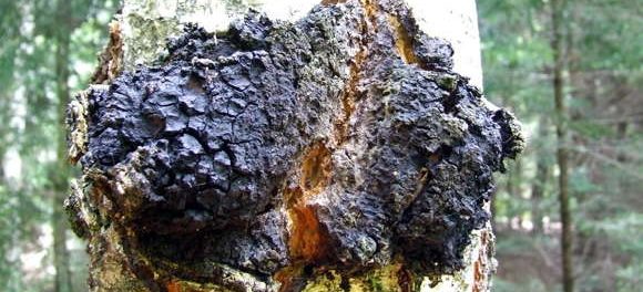 chaga