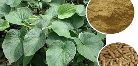 kava kava beneficios y contraindicaciones