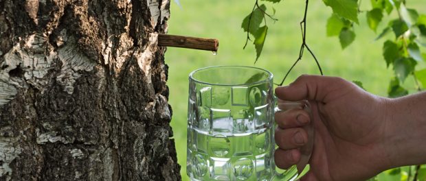 agua de abedul para adelgazar