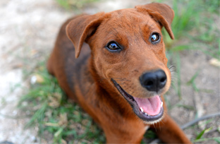 remedios glaucoma en perros