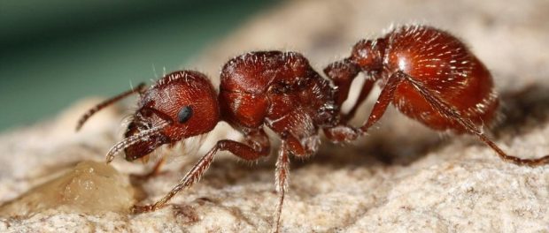 como desinflamar una picadura de hormiga