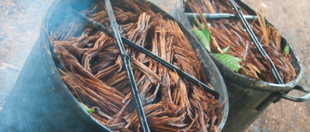 que enfermedades cura el ayahuasca