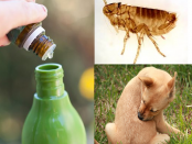 aceites esenciales para las pulgas