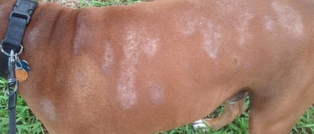 remedios dermatitis perro