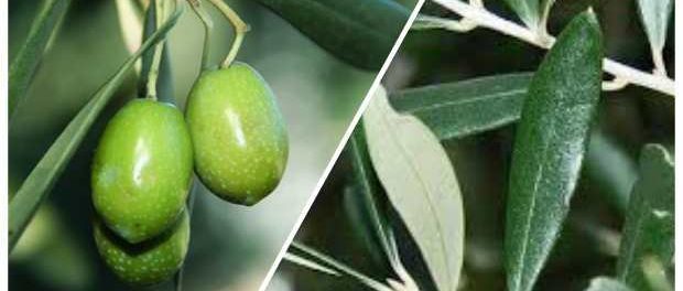 Hojas de olivo beneficios y contraindicaciones
