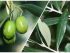 Hojas de olivo beneficios y contraindicaciones