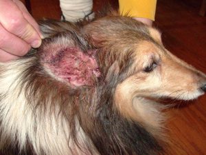 infección de oídos en perros