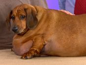obesidad en perros